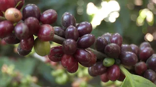 FT SPAIN INTERESTED IN SALVADORAN COFFEE FOR TOURISM ROUTE