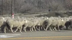 2,500 sheep march through Caldwell to celebrate a tradition 100-years in the making