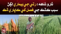 Tharu Shah | Disease Hit Wheat Crop | Breaking News  | Awaz Tv