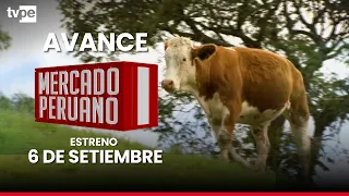 🐄 ¡Amazonas apuesta por la mejora genética del ganado! Descúbrelo en "Mercado peruano" 🇵🇪