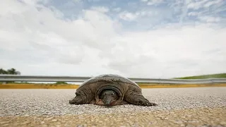 Tedavi edilen yeşil deniz kaplumbağası Jurassic Atlantik'e döndü