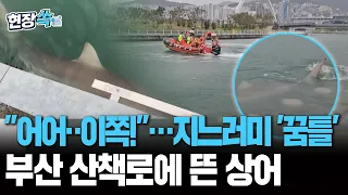 "어어‥이쪽! 이쪽!" 부산 해변 수로에 상어 지느러미가 '꿈틀' [현장쏙]/ 연합뉴스TV(YonhapnewsTV)
