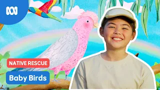 How to care for baby birds! 🐦  | Gardening Australia Junior | ABC Kids
