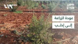 Idlib farmers revive fig and olive groves after years of shelling and destruction | Report