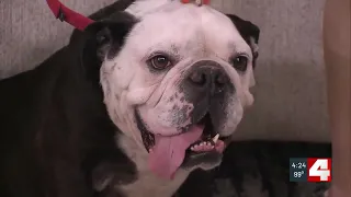 Pet of the Week: Peewee