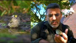 Mažiausių paukščių paieška Čepuliui virto nuotykiu: „Gal nepamatysi, bet tikrai išgirsi“