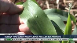 Enfezamento do milho pode reduzir em até 60% a produtividade do grão