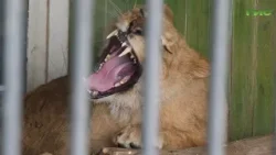 Львица Сабрина стала новым обитателем Самарского зоопарка