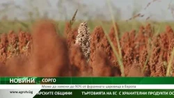 СОРГО: Може да замени до 90% от фуражната царевица в Европа