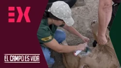 María and Javi welcome a newborn goat and check that everything is fine | The countryside is life