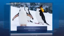 Всемирный день пингвинов. Календарь Губернии от 25 апреля