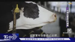 投資科技養牛 牧場夫妻拚酪農升級｜TVBS新聞 @TVBSNEWS01