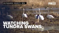 Тундровые лебеди привлекают любителей наблюдения за птицами на водно-болотные угодья северо-восто...