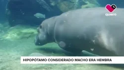 Hipopótamo considerado macho era hembra