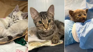 Northern Colorado Humane rescues 125 cats