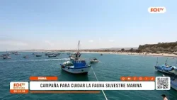 Piura: campaña para cuidar la fauna silvestre marina