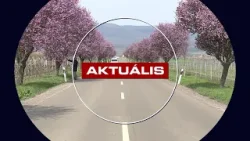 Lenyűgöző látvány- virágzik a vérszilva fasor - Aktuális 2026.03.25