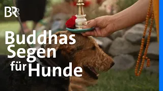 Erleuchtung und gutes Karma: Buddhas Segen für Hunde | Haustiere | BR
