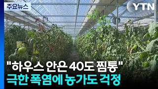 "하우스 안은 40도 찜통"...극한 폭염에 농가도 걱정 / YTN