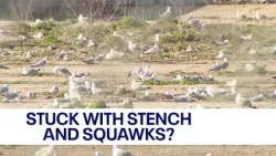 Seagulls infesting Milwaukee property federally protected | FOX6 News Milwaukee