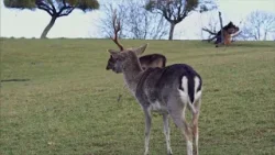 Cia e Confagricoltura Il Cervo in Abruzzo operazione verita