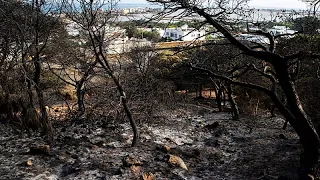 Tunisia: Heatwave causes 900 fires in 72 hours