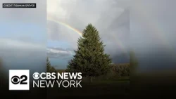 Rockefeller Center Christmas tree selected from West Edmeston