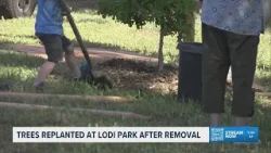 В парке Лоди высадили новые деревья после спорного решения городских властей.