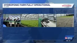 Salad Days расширяется в городе Флора.