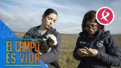 Isabel y Lidia protegen a este borrego del músculo blanco | El campo es vida