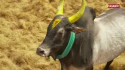 Madurai Palamedu Jallikattu 2026 | பாலமேடு ஜல்லிக்கட்டு |