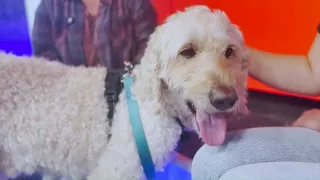 Fetch ME a Home: Curious Everett
