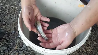 Mentik a halakat a kiszáradó vízfolyásokból Vas megyében
