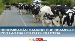 Decomisarán ganado que deambule por las calles en Choluteca