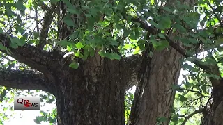 Teramo, municipal tree heritage surveyed