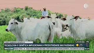 Embrapa Beef Cattle hosts course on genetic improvement