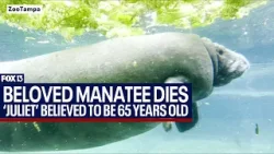 One of the oldest manatees in Florida dies