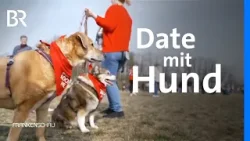 Tiervermittlung auf der grünen Wiese: Bark Date mit Hunden aus dem Tierheim | Frankenschau | BR