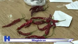 Magbörze – ZTV Híradó 2026-02-23