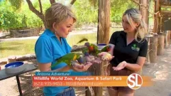 Looking for adventure? Check out all the fun at the Wildlife World Zoo, Aquarium and Safari Park