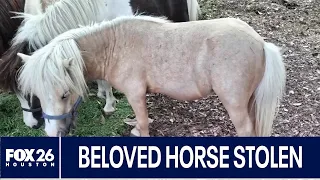 Search continues for stolen miniature horse