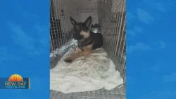 New Day Cleveland: Remi's Pet Recovery New Day Cleveland: Remi's Pet Recovery