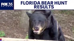 Florida bear hunt: 52 black bears killed, FWC says