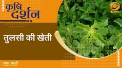 Krishi Darshan | कृषि दर्शन: तुलसी की खेती | DD Kisan | 10/04/2026