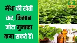 Krishi Darshan | मेंथा की खेती कर, किसान मोटा मुनाफा कमा सकते हैं | Farmer News | Kisan | DD Kisan |