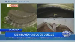 Cajamarca: disminuyen casos de dengue