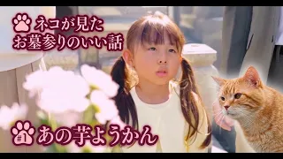 【はかねこ日記】ネコが見たお墓参りのちょっといい話！ネコの声はともさかりえ【第1回あの芋ようかん】#ネコ #猫 #ともさかりえ #お墓参り #猫のいる暮らし #猫動画  #猫好きさんと繋がりたい