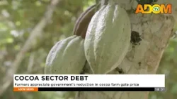 Cocoa Sector Debt: Farmers appreciate the government's reduction in the cocoa farm gate price - News