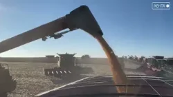 Экспорт зерна из Приморья бьёт все рекорды