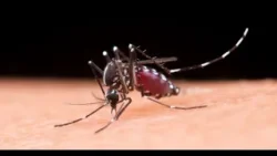 Ministerio de Salud reporta reducción de dengue, malaria y neumonía en la última semana de marzo